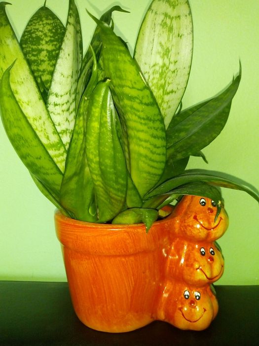 Палма драцена фраганс-110см.,коледниче,исусов венец,кротон,бамбук и др