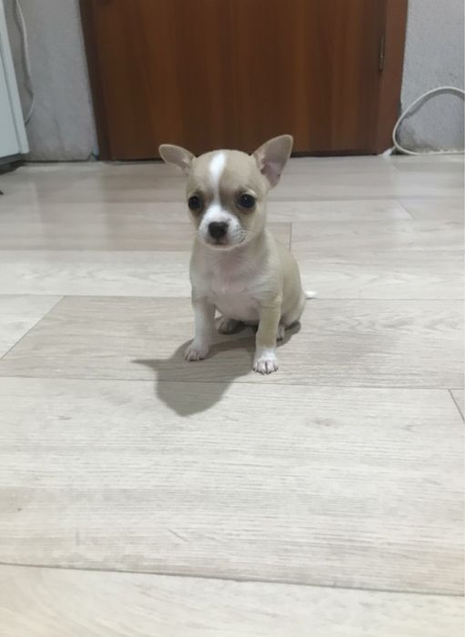 Щенки чихуахуа девочка и мальчик