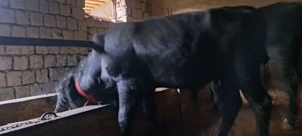 Мол бокма навос 1