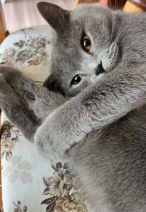 Британски късокосмести котета