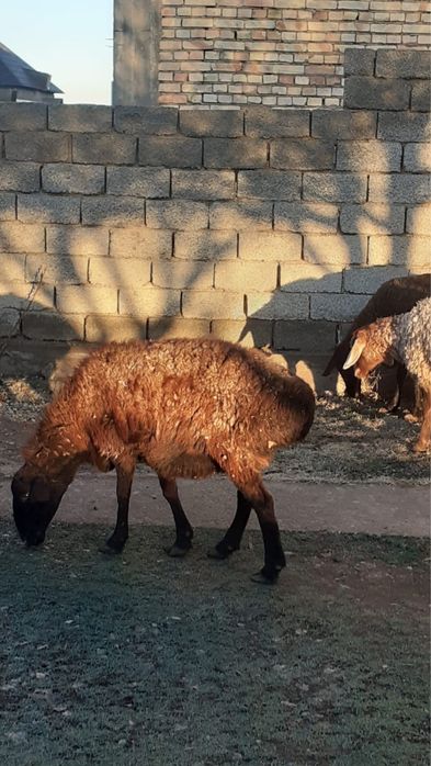 Қойлар сатылады семіз