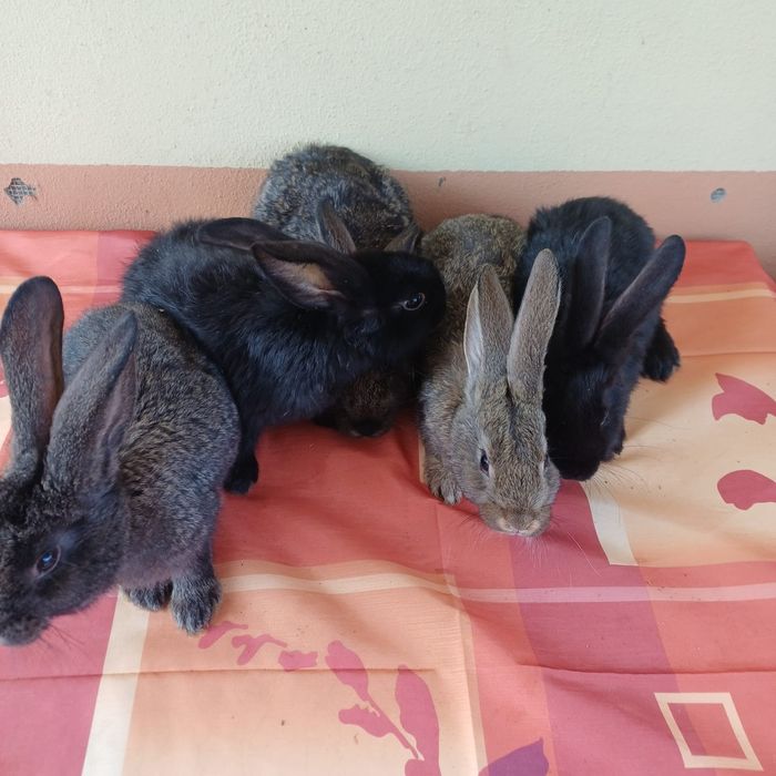 Vând iepuri metiși