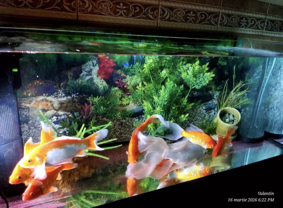 Acvariu 180L + 8 koi (17-25cm) + filtru dublu + pompă aer