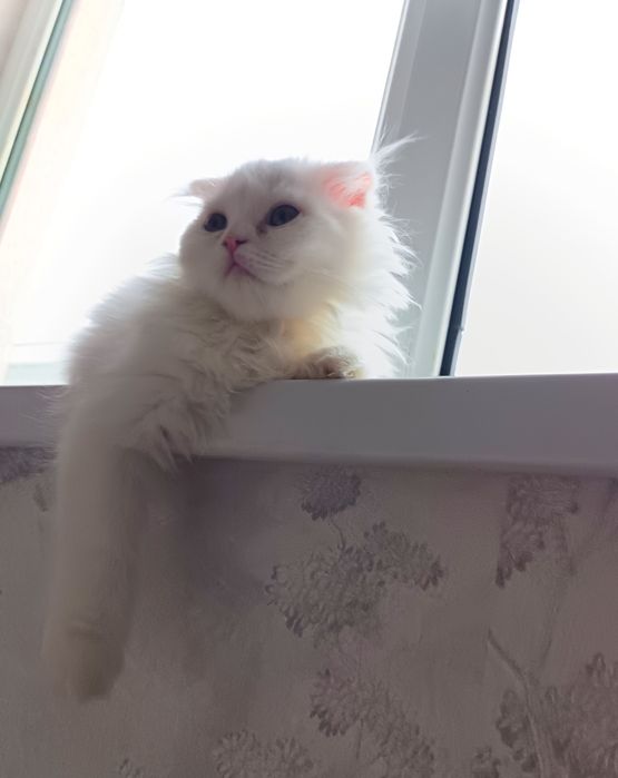 Кот породистый Навои