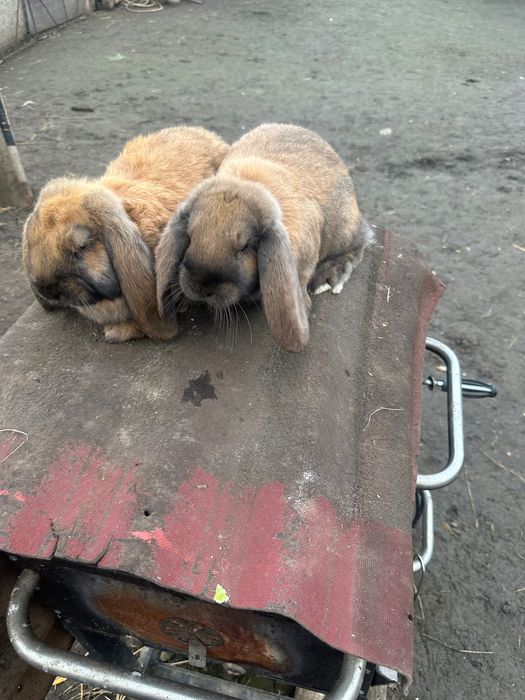 Iepuri berbec de vânzare