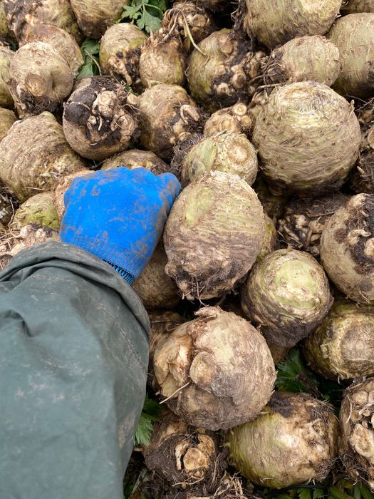 Țelină de vânzare de căpățână