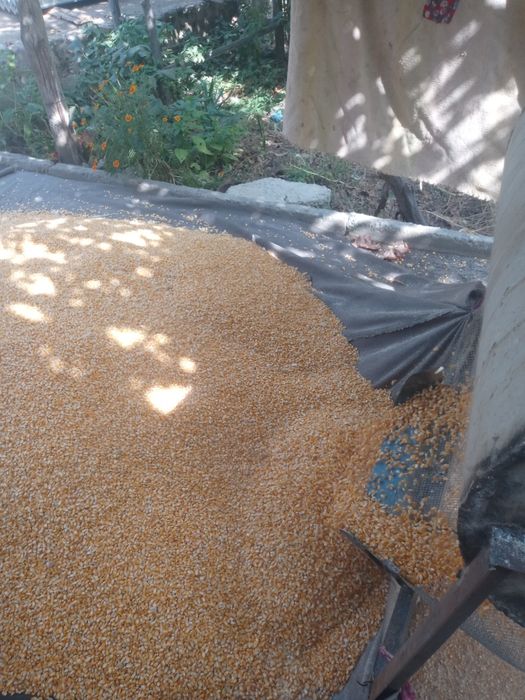 Maka uqaladigan. Yani makasoʻtani stadi.