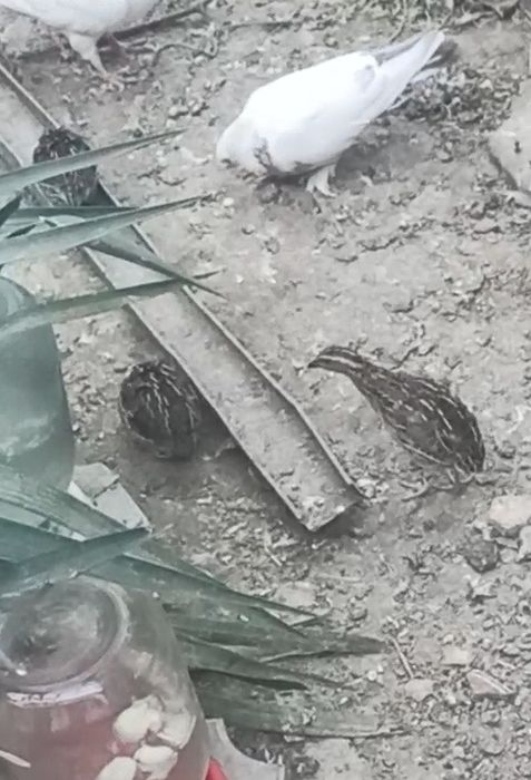 Голуби кабутарлар кафтар