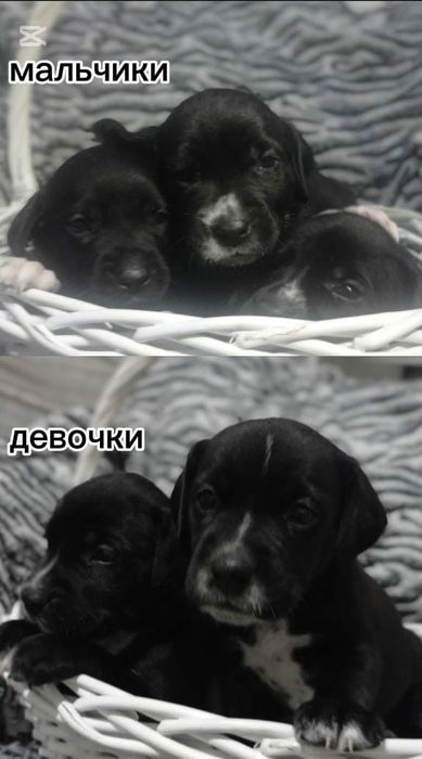 щенки Кане-Корсо