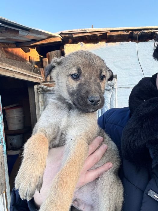 Ищем дом для щенят