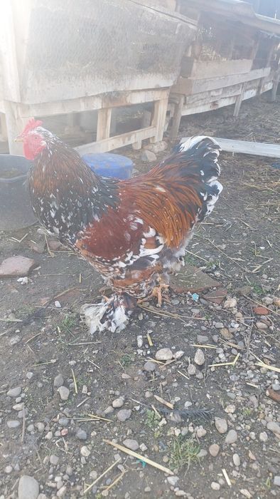 Vând o pereche, cocoș  și o gaina brahma  portelan!