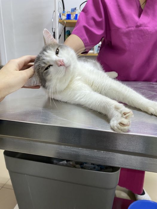 Отдаем кота