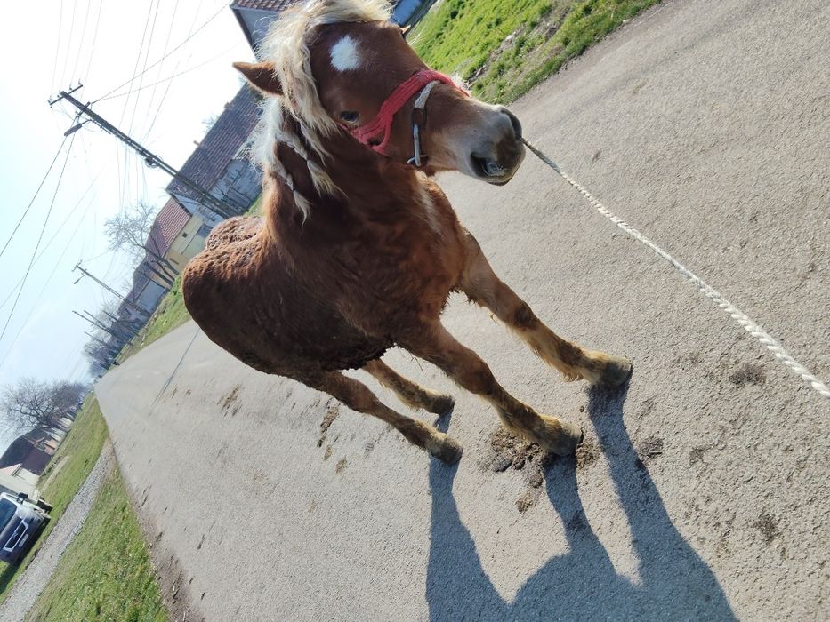 Vând mânz de 8 pe 9.luni.