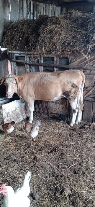 Продам корову жирную