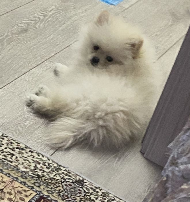 СРОЧНО!!! маленький щенок, шпиц