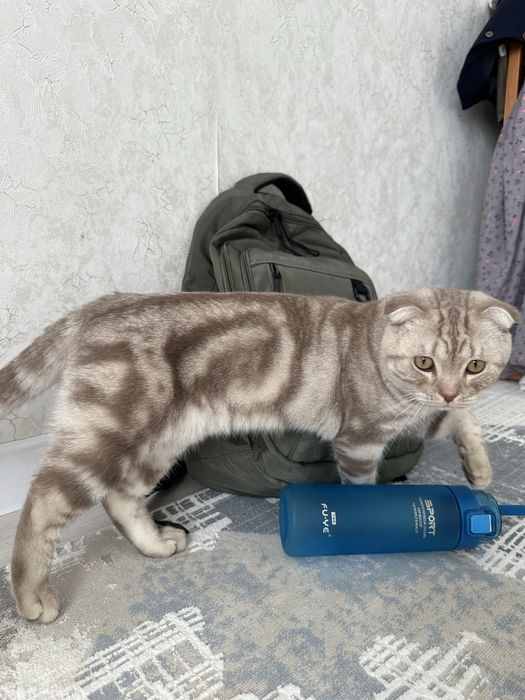 Вислоухий кот продам