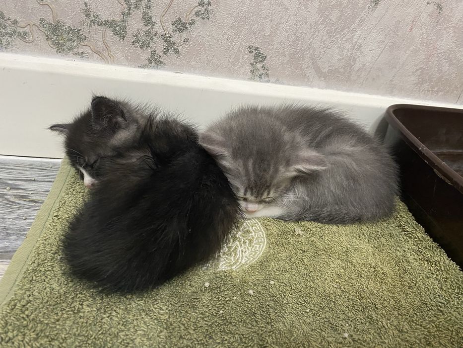 Котенек маленьки даром