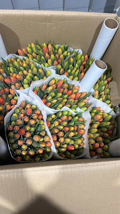 Тюльпаны оптом и в розницу