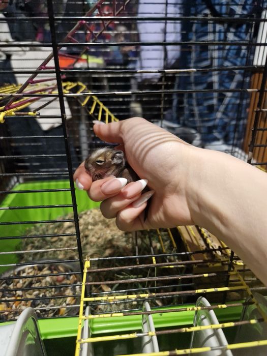 Чилийская Белка Дегу