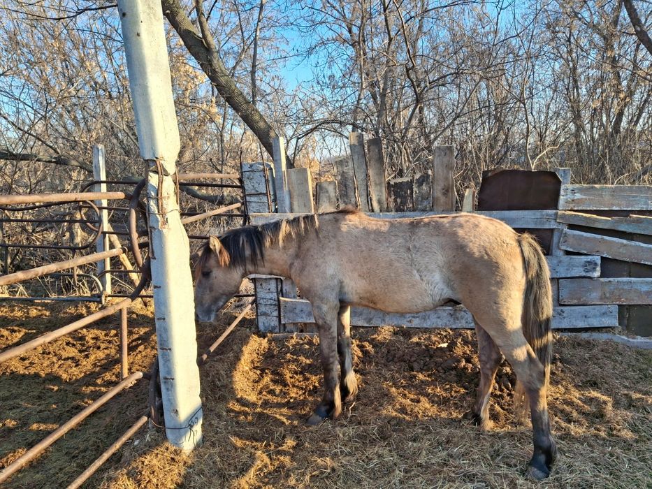Продам коня на согым