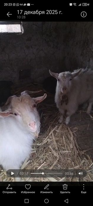 Козы мальчики хорошие