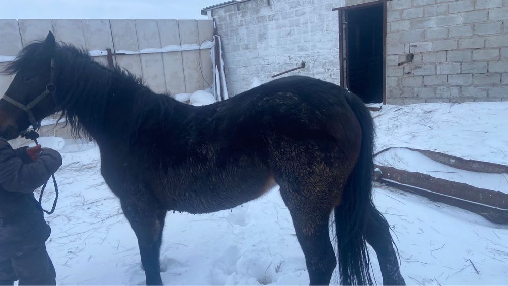 Семиз бие 7 жасар