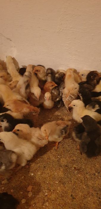 Jaydari jo'jalar bor ,bemalol ochilvotti