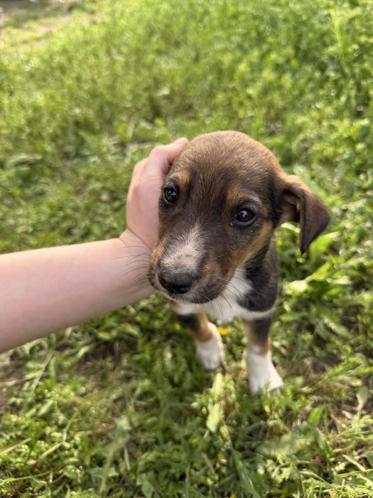 Щенки, дворняжки