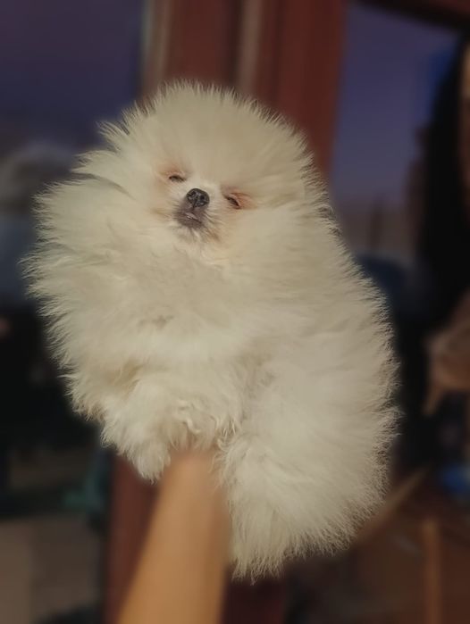 Pomeranian femela mini toy