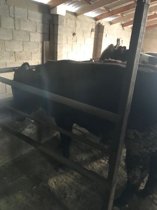 6 бас Бұқа сатылады