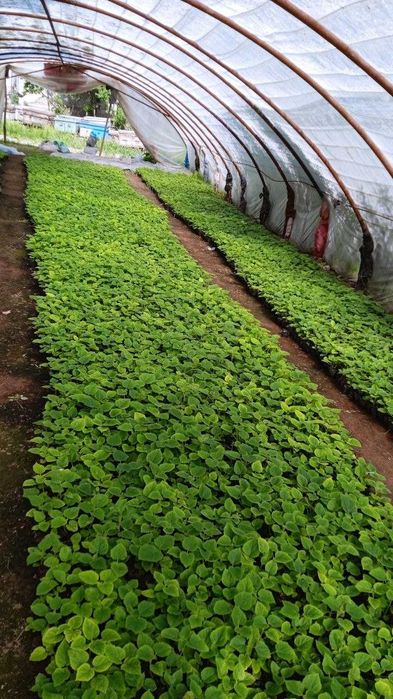 Павлония нихолчалари