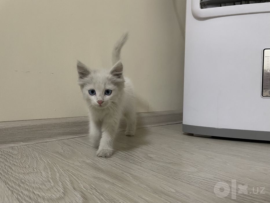 Turk angora mushukchasi sotiladi