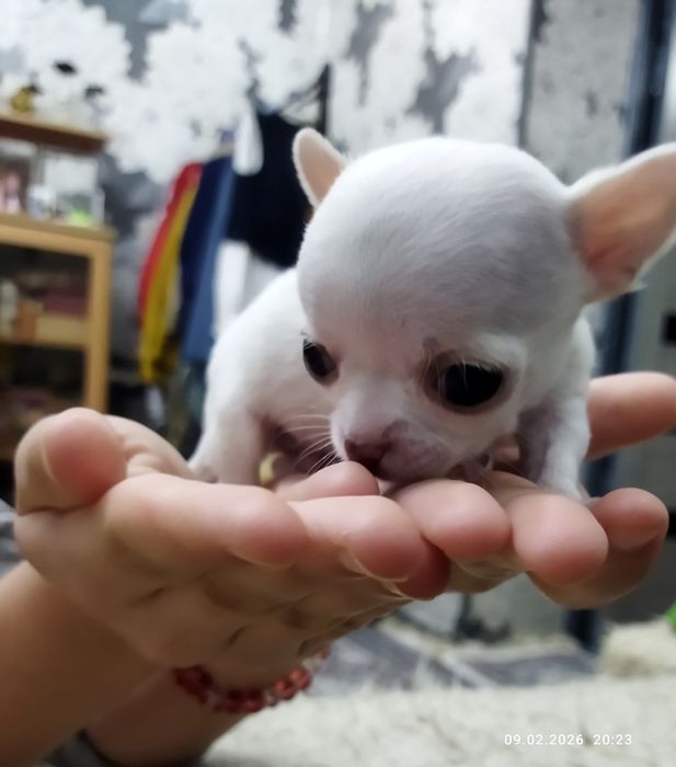 Продаются щенки чихуахуа (бронь)