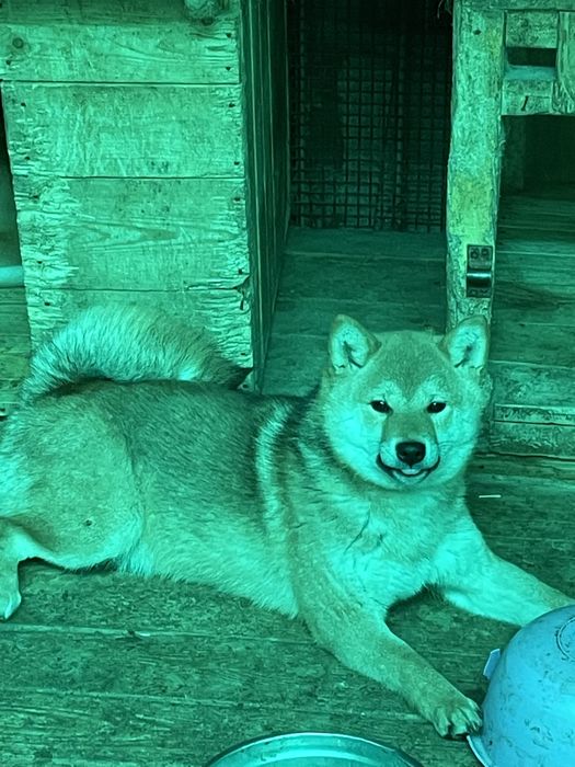 Японские сибы,щенки