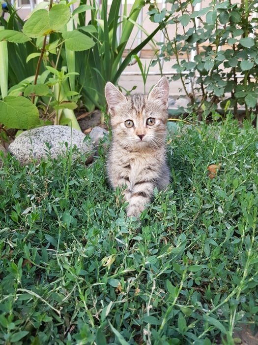 Отдам котят бесплатно