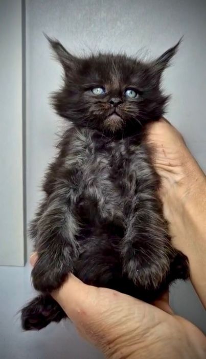 Шикарные котята Мейн Кун