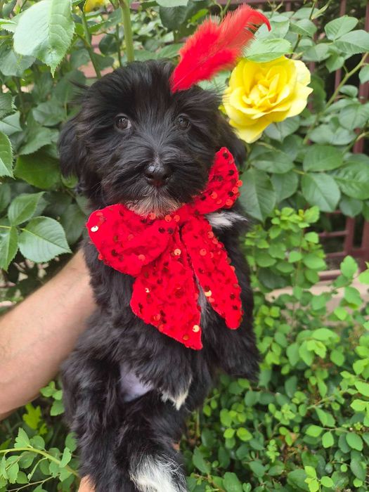 Bichon havanez canisa autorizata FCI si ACHR