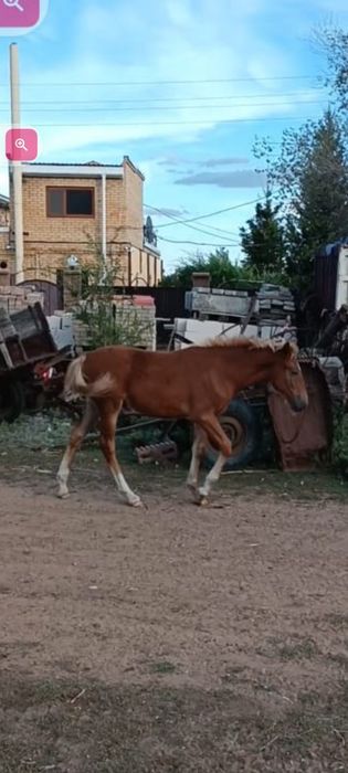 Продам кобылу с жеребёнком