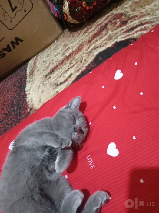 Мушук Скоттиш страйт