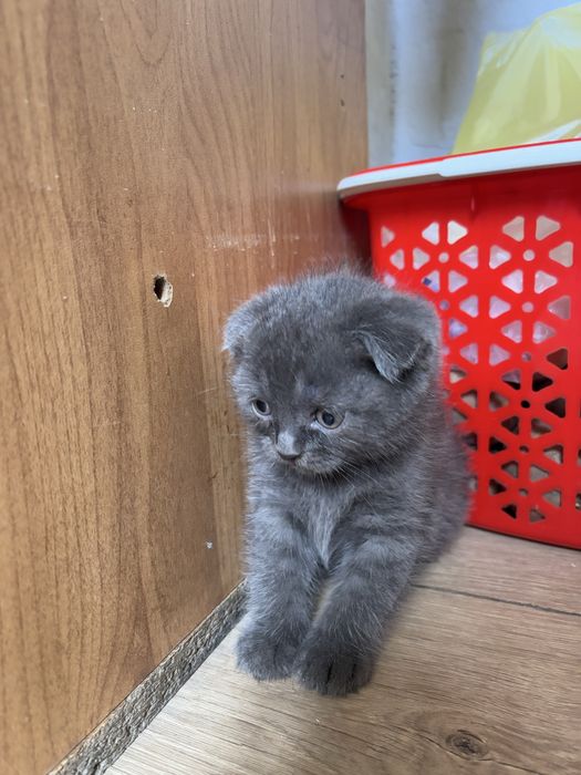 Продам шотландских вислоухие котят