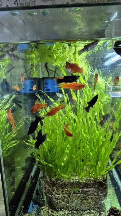 Рыбки меченосцы, моллинейзии