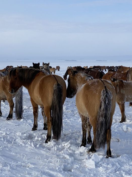 айгыр мугалжар Продам жеребец