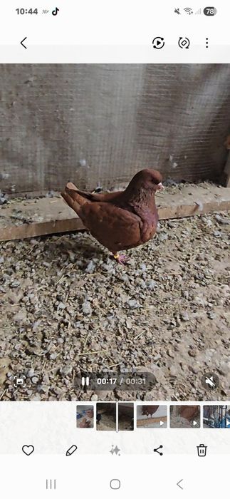 Голуби Кинги обе голубки