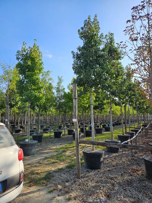 Catalpa, Magnolia , Mesteacan, Tei Platan Frasin , Artar Paltin Plante