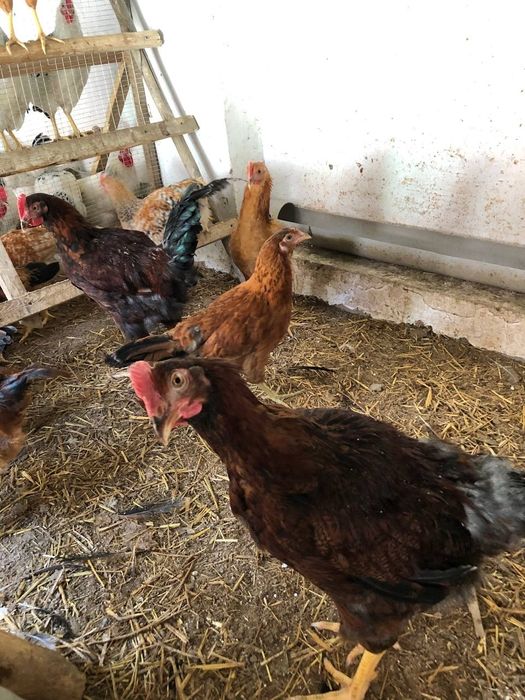 Chubby xotinlar uzoq xoroz olishadi