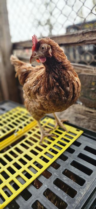 кокошки носачки ломан Браун за яйца на 12 месеца