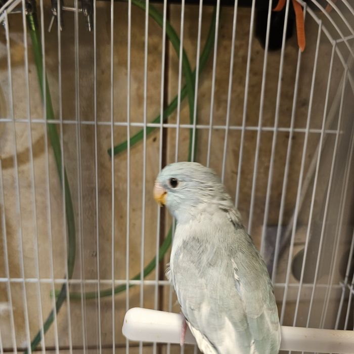 Papagali forpus coelestis