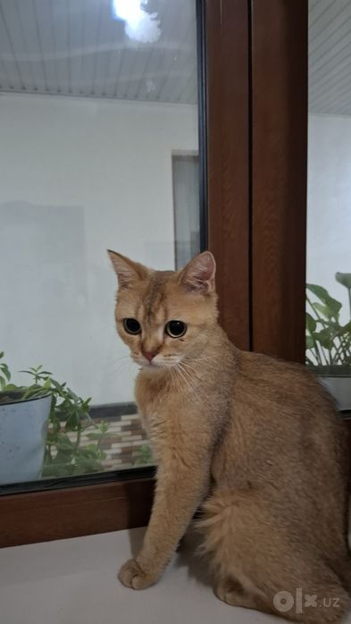 Zalataya shinhsila 1 yosh