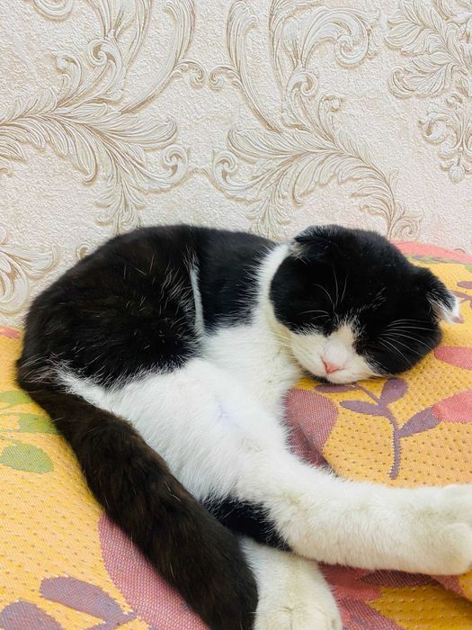 Mushuk sotiladi Scottish Fold 6 oylik