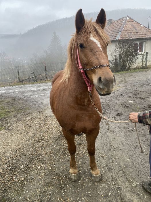 Vand iapa sarga de 3 ani